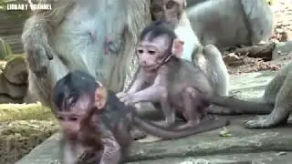 Baby Monkey Bronco Look So Jealous With New Baby Micah