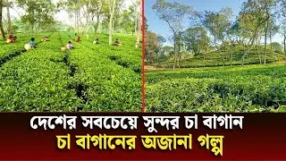 বাঁশখালী চা বাগানে চট্টগ্রামের লুকানো প্রাকৃতিক সৌন্দর্যের আধার। &nbsp;Banshkhali Tea Garden, Chattogram