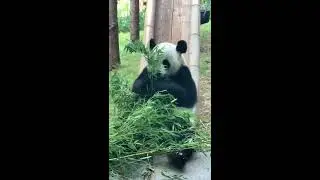 Panda Jin Hu-breakfast time