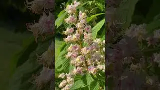 Chestnut Tree #trees  #flowers #nature #france