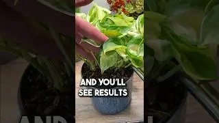 Как избавиться от грибных комаров