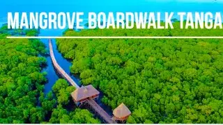 Exploring Tanga&rsquo;s Mangrove Boardwalk | Hidden Nature Spot in Tanzania | Karibu Tanga 