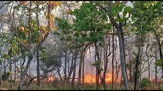 Devastating Forest Fire Caught on Camera | Help Save Our Forests and Wildlife