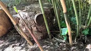 Borinda macclureana clumping bamboo Eastside Seattle
