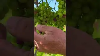 Marquette has done better than we were anticipating following the April freeze event 🍇