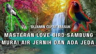 DIJAMIN CEPAT MASUK !!! MASTERAN LOVE BIRD SAMBUNG MURAI AIR JERNIH DAN ADA JEDA, SATU JAM FULL