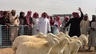 مزاد مراح نوادر ركبه للمالك زبن المقاطي ١٣٠ معها ٥٠ يوم السبت الظهر في عشيره شمال الطائف ١٤٤٧/٨/١٢هـ
