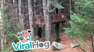Bear in Bedford Climbs into Treehouse || ViralHog