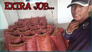 PAG HARVEST NG KALAMANSI....