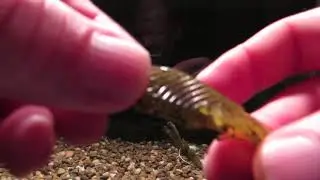 Xcite Baits Raptor Tail Jr tank test