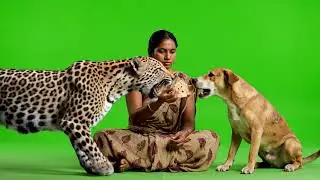 Green screen video Leopard and dog fight 🤣