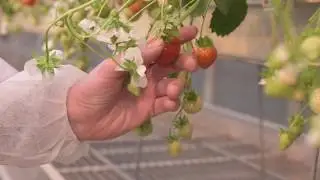 ABZ Aardbeivlog 5 - De eerste oogst