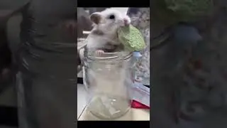 Hamster rest time！