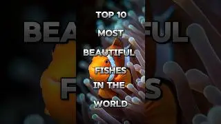 Top 10 most beautiful fishes in the World 🔥#top10 #shortvideos #viralvideos #shortsfeed #shorts