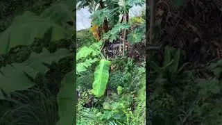 Live highlight