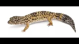 Leopard Gecko...The Best Lizard?!?! Should You Buy?