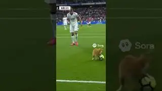 Кот выбежал на футбольное поле #кот #котик #футбол #cat #cats #football #funny #animals