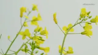 Pest Management for Canola in Canada