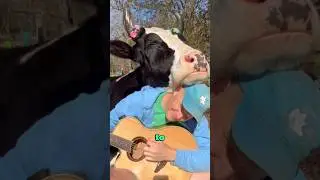 Cows who love listening to music #animals #heartwarmingpets #animallover #heartwarming