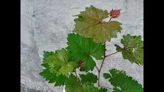 Vitis rotundifolia, Muscadine Grape, Muscadine, Southern Fox Grape, Scuppernong, Muscadine Grape