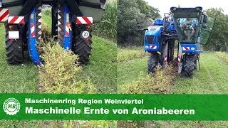Ernte Aroniabeeren mit Lesemaschine