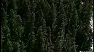 Ecosystems__Populations__Habitats.mov
