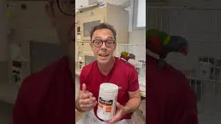 Tony Silva - lory/lorikeet