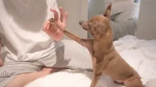 言葉を理解しようと一生懸命なレイス君がかわいすぎた【ミニピン／元保護犬】