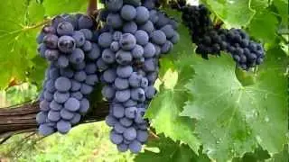 Wine Tour in Tuscany: Sangiovese grapes in the vineyard at Colombaia in Chianti