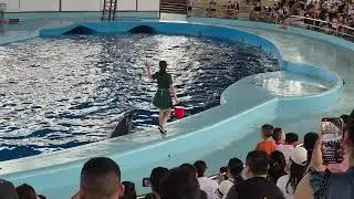Dolphins and Seals DANCE TOGETHER at Tuan Chau Park!