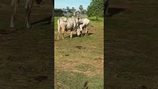 Couple Cows #grazing #animalfarming #cow #wildlife #cattlerearing #animals #farming #cattlefarming