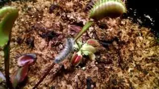 Feeding my 