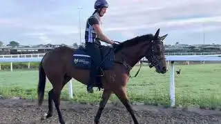 WILD RULER x TAYLOR'S DREAM 2yo colt - Stable update Nov 2025