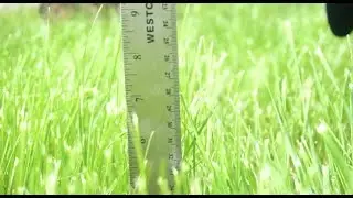 Keep your grass cut Marion - Ordinance 2206 is being enforced!