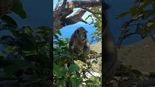 monyet galau
