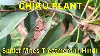 Chiku Plant Spider Mites Se chutkara Chutkiyon Me | Easy Treatment