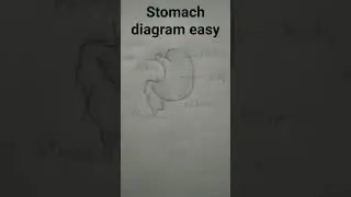 easy stomach diagram 👍