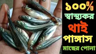 🐟থাই পাঙ্গাস মাছের পোনা চাষ পদ্ধতি || শতক প্রতি কত পিচ পোনা মজুদ করা যায়। 