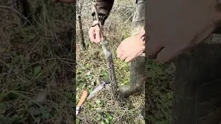 Doğadaki yabani ahlat ağacına limon armut aşıladık #organikmeyve #zeytinlik #bushcraft #topraksiz