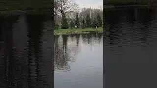 turkey flying