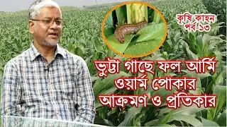 ভুট্টা গাছে ফল আর্মি ওয়ার্ম পোকার আক্রমণ ও প্রতিকার | AIS Podcast-কৃষি কাহন-পর্ব-১৩