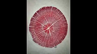 Video trailer La ragazza e la sequoia