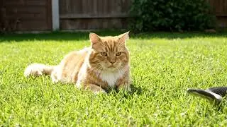 Ginger Cat in DANGER! Then THIS Happened... ⚡World Wild Cat