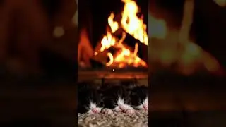 Short asmr campfire with lovely pets #asmr #bonfire #cat