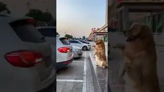 dog help | Let me help