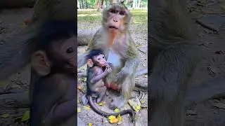 #babyanimal #babymonkeyangrymom #babymonkey #albatroop #animals #ambertroop #sovannatroop #cute