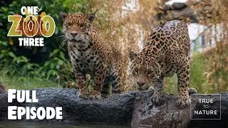 STRONG SWIMMERS | One Zoo Three | Full Episode
