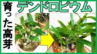 【デンドロビウム】 高芽幼株の成長。高芽1年の株、４年目の株、新規０年目株。どれほど育つか比較。