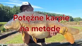 Huge carp on method feeder.