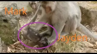 Breaking Heart ! JAYDEN WAS UNCONSCIOUS | Slapping And Attacking By Big Monkey Mark